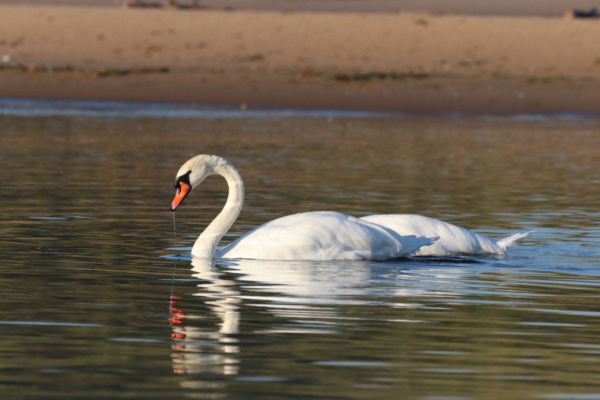 Mute Swan - ML624002949