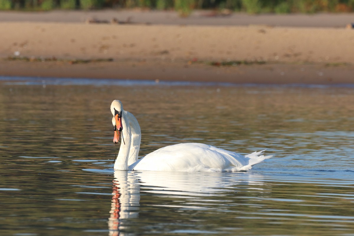 Mute Swan - ML624002950