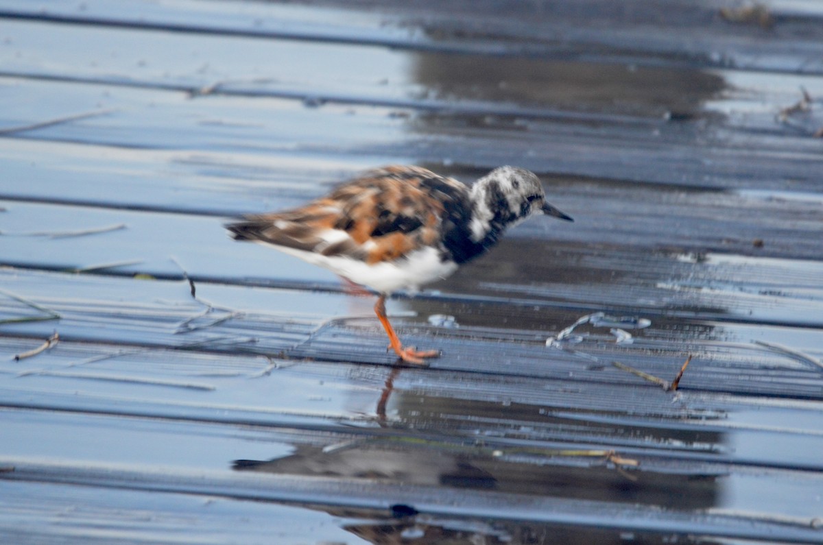 Ruddy Turnstone - ML624002951