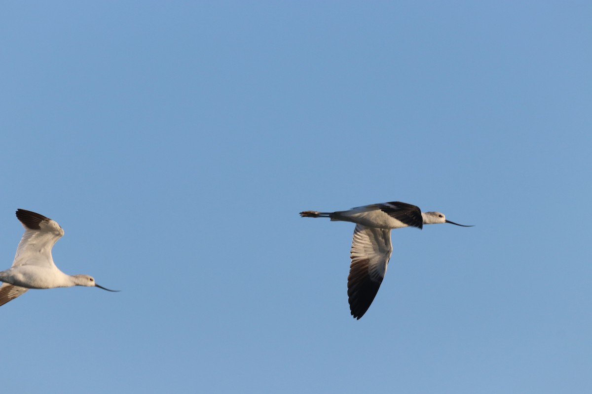 American Avocet - ML624002976