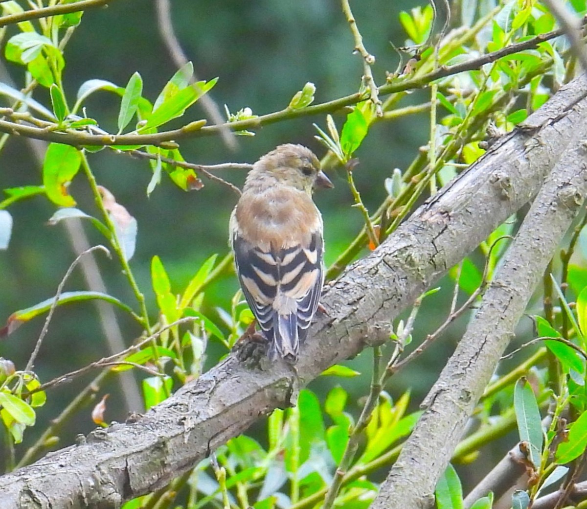 American Goldfinch - ML624002982