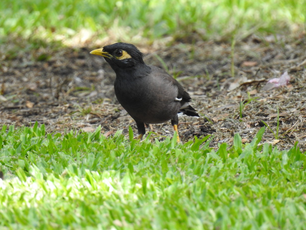 Common Myna - ML624003001