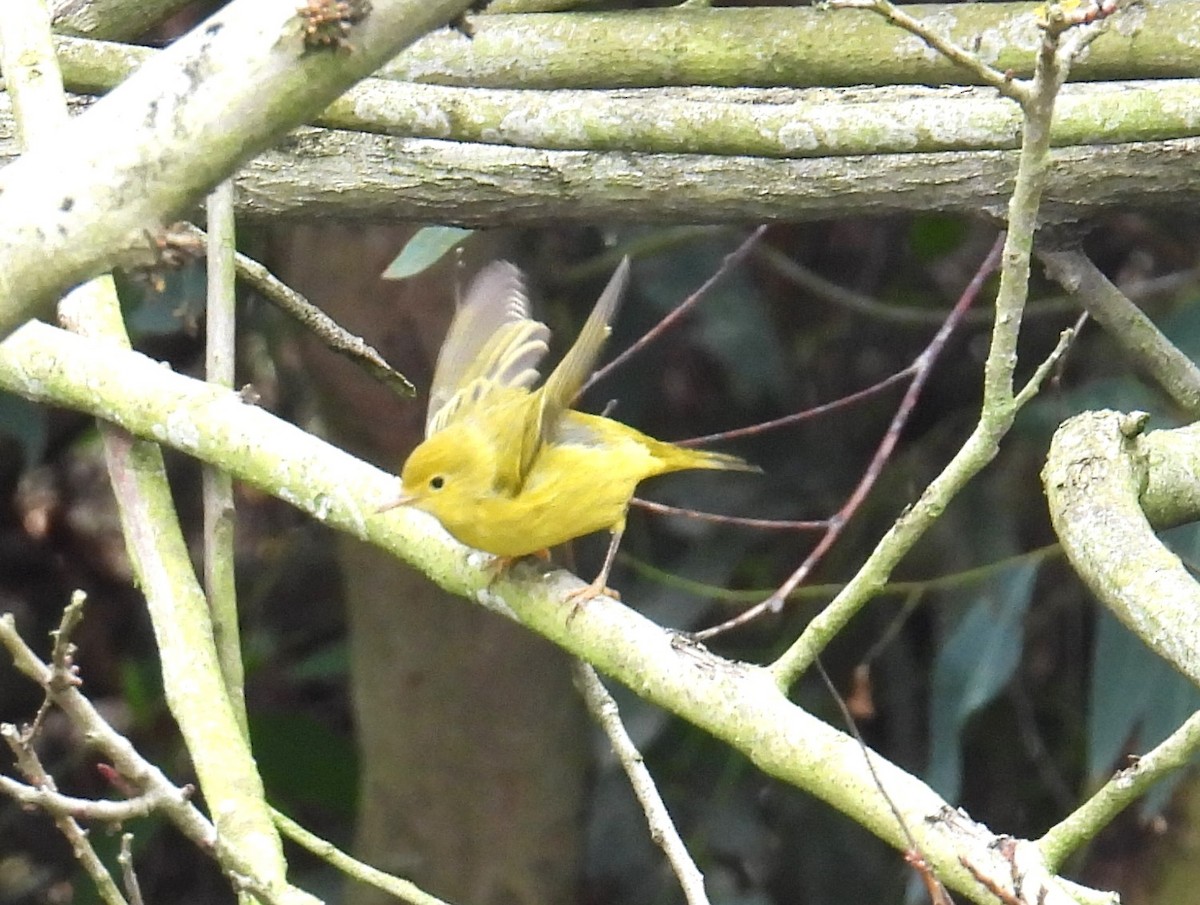 Yellow Warbler - ML624003003