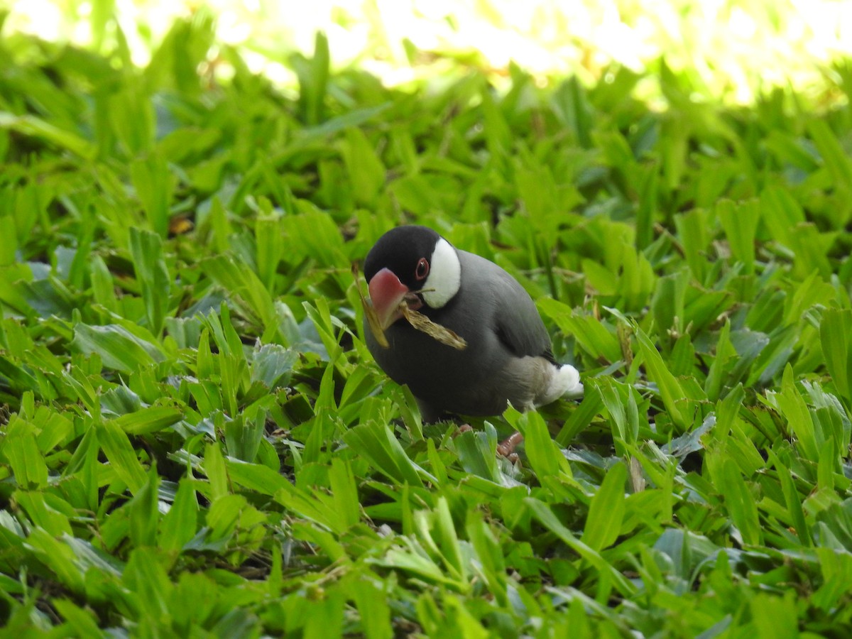 Java Sparrow - ML624003006