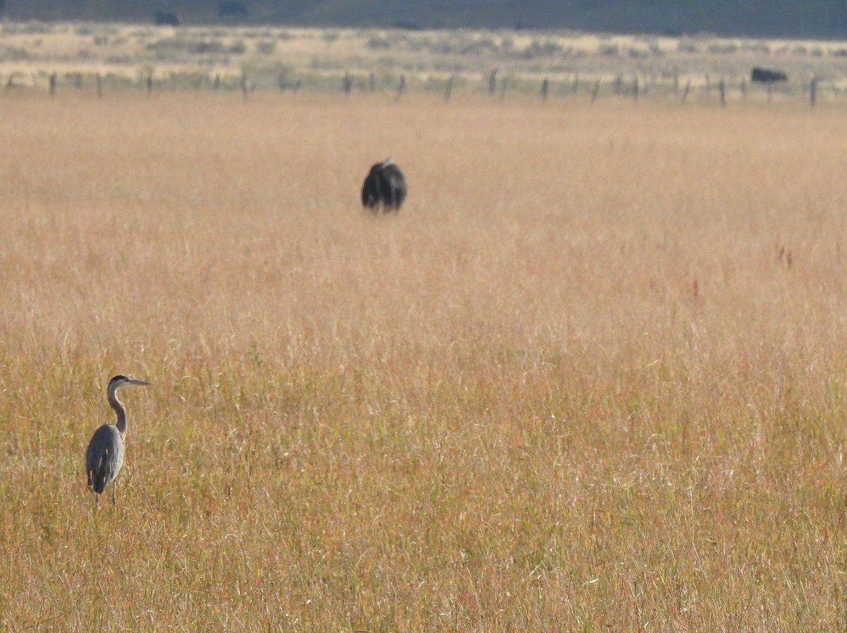 Great Blue Heron - ML624003034