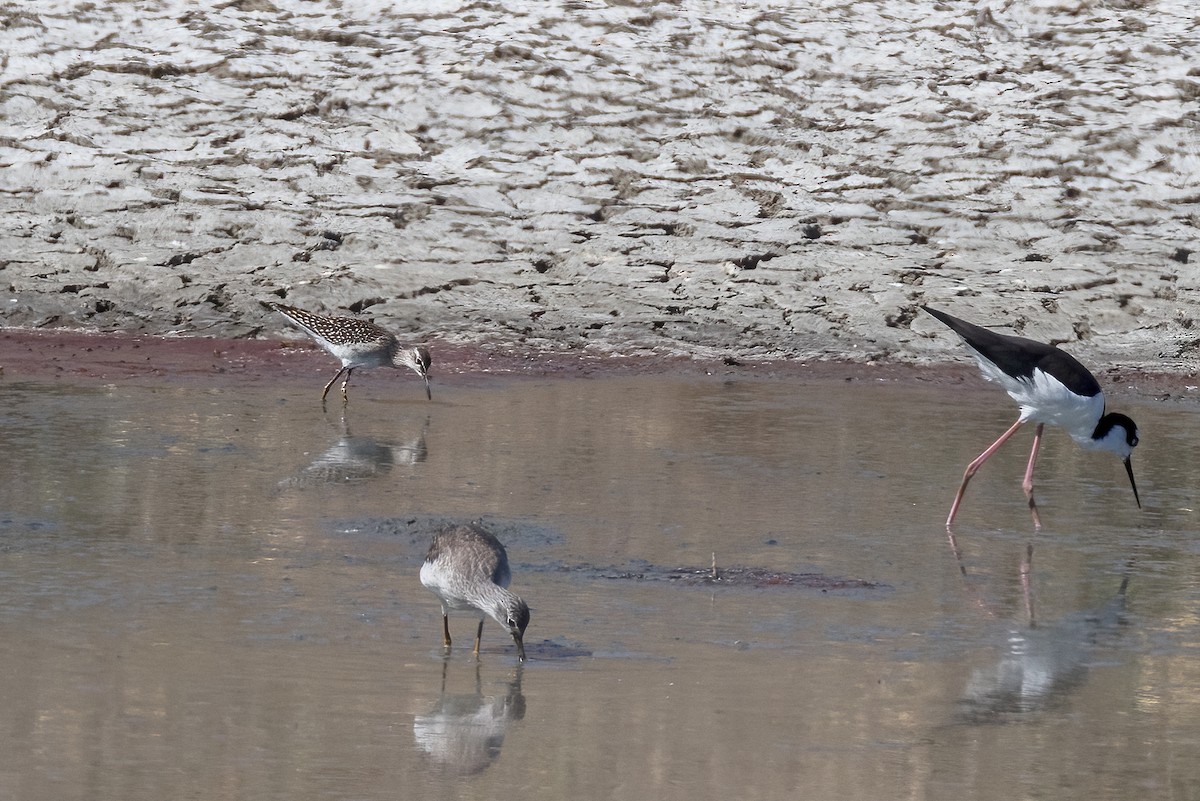 Wood Sandpiper - Mark Stephenson