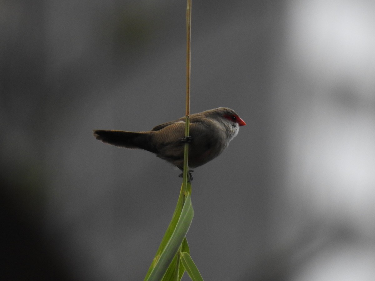 Common Waxbill - ML624003049