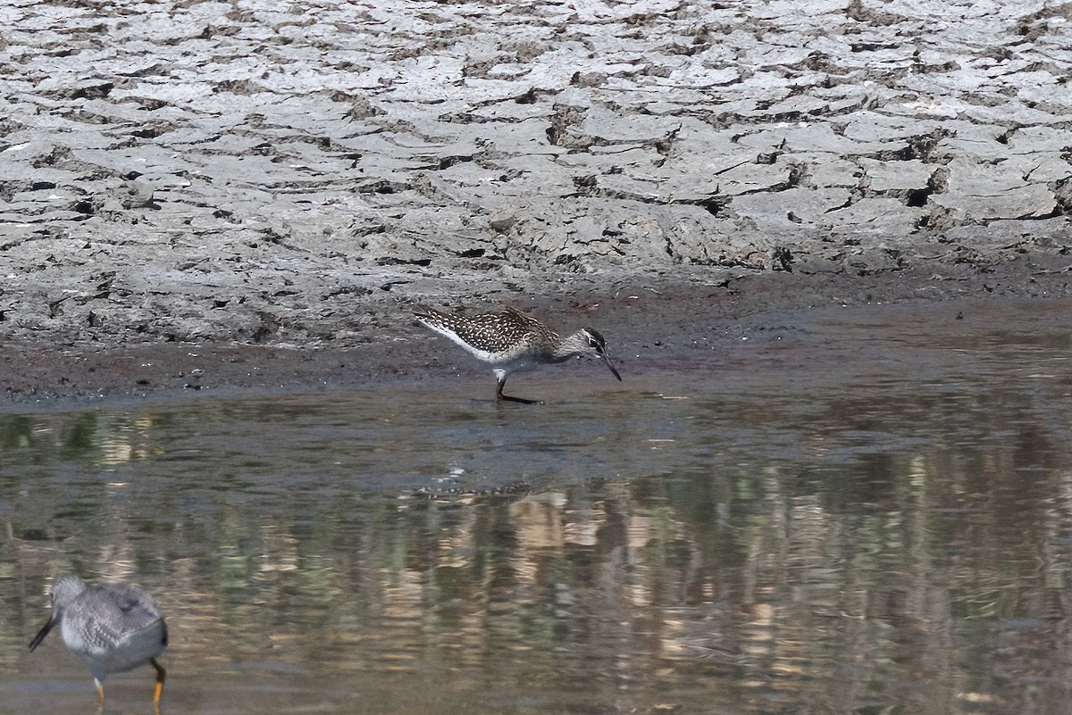 Wood Sandpiper - ML624003054