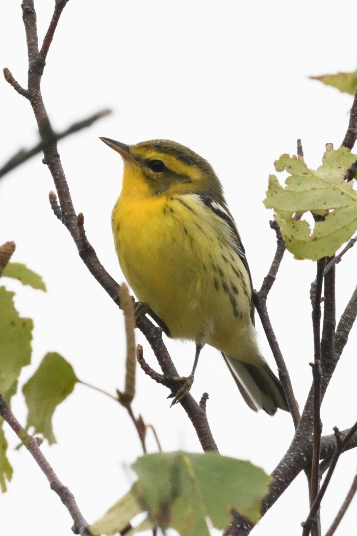 Blackburnian Warbler - ML624003078