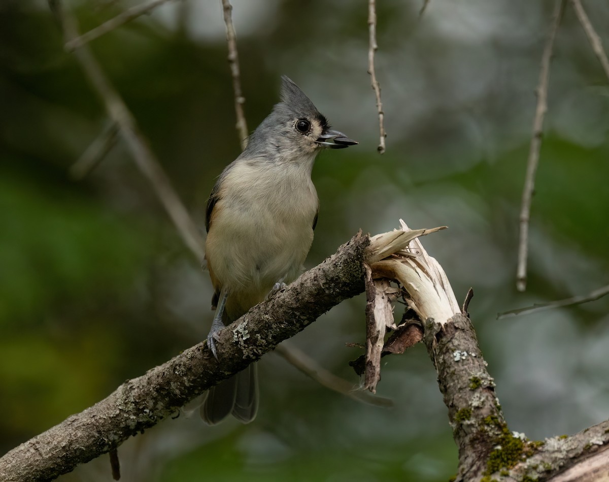 Tufted Titmouse - ML624003079