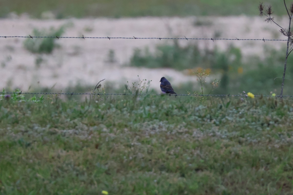 Blue Grosbeak - ML624003086