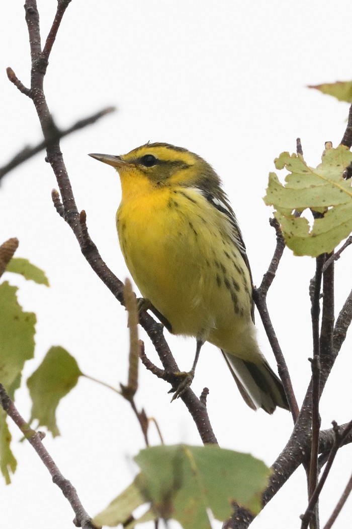 Blackburnian Warbler - ML624003087