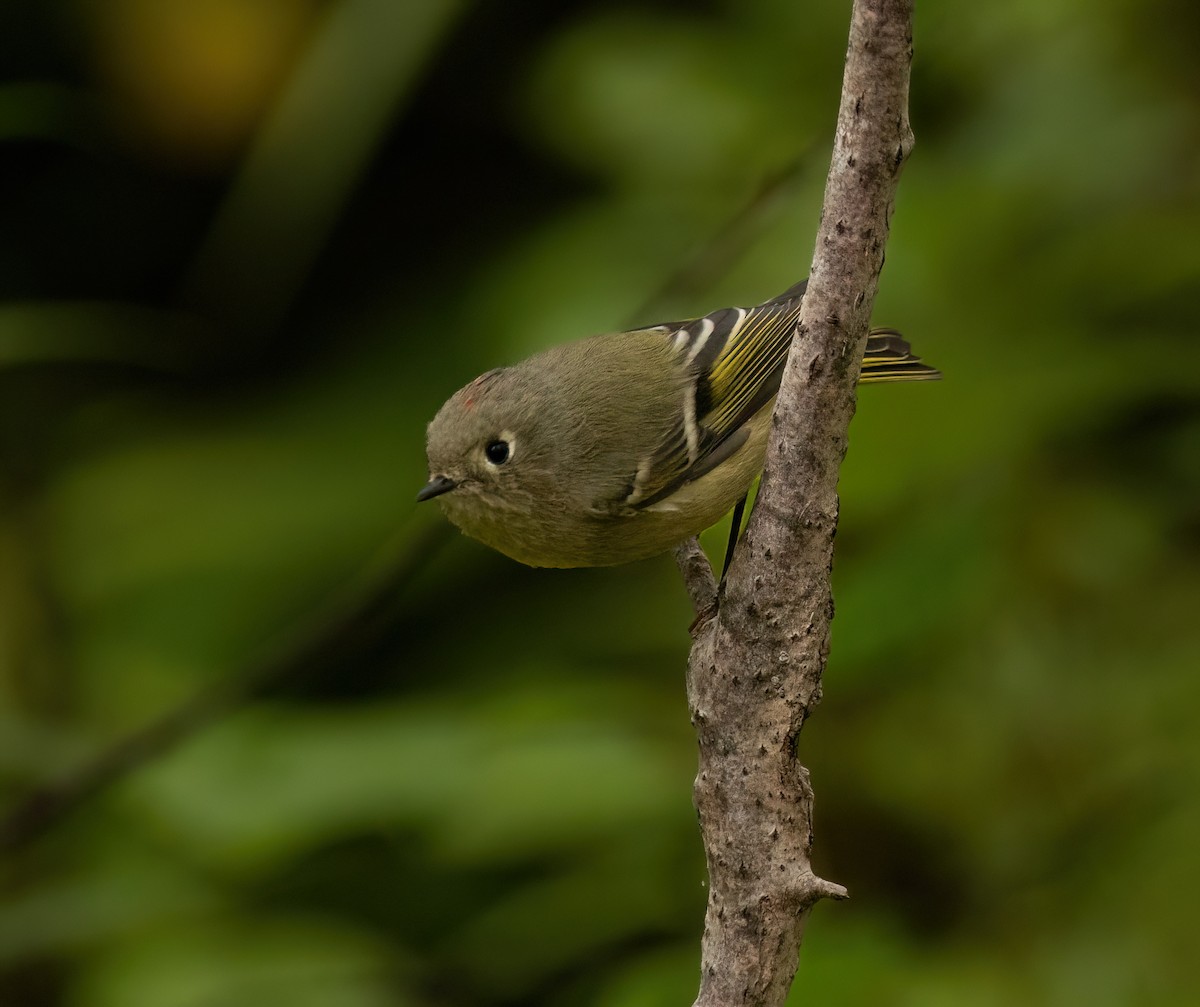 Ruby-crowned Kinglet - ML624003095