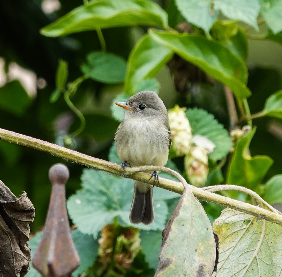 Willow Flycatcher - Scott Terrill