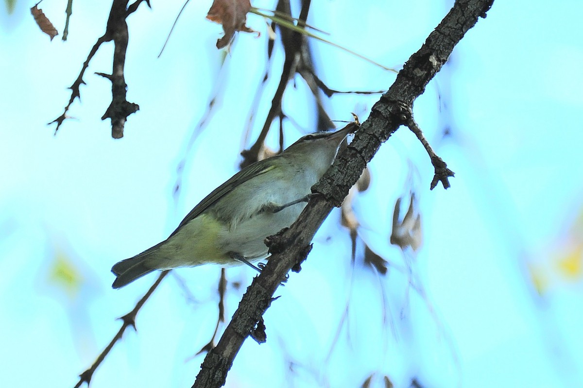 rødøyevireo - ML624003102