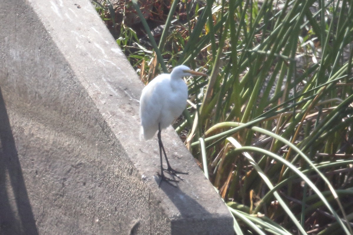 Great Egret - ML624003169