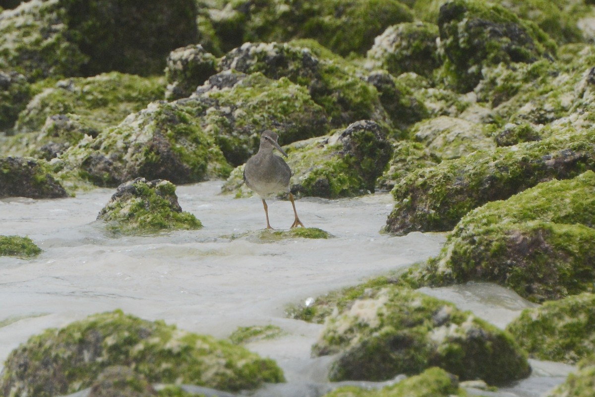 Wanderwasserläufer - ML624003177