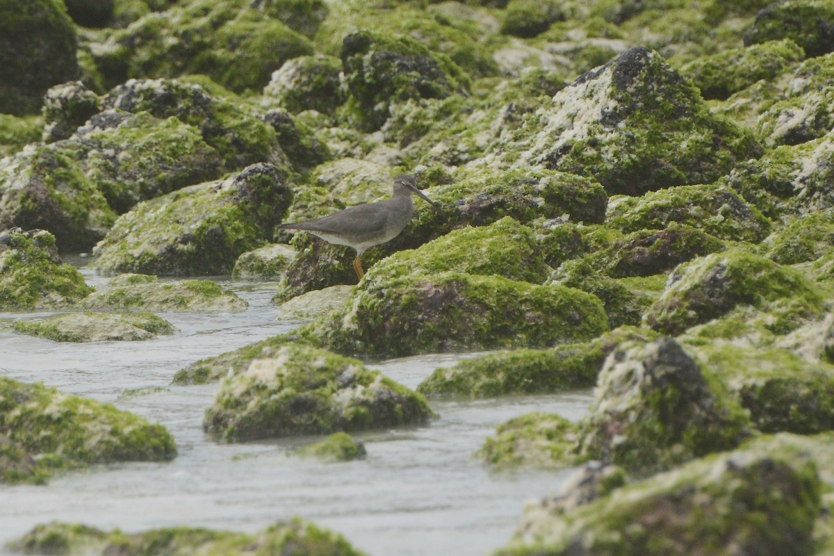 Wanderwasserläufer - ML624003178