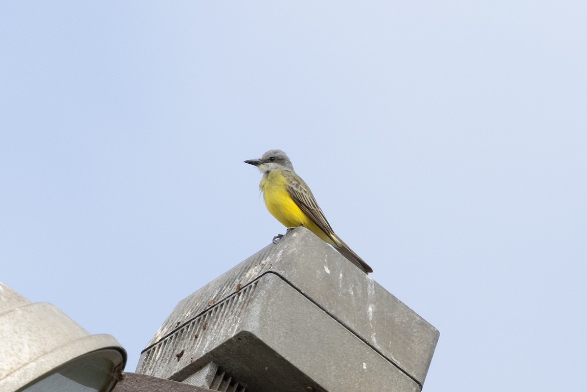 Tropical Kingbird - ML624003202