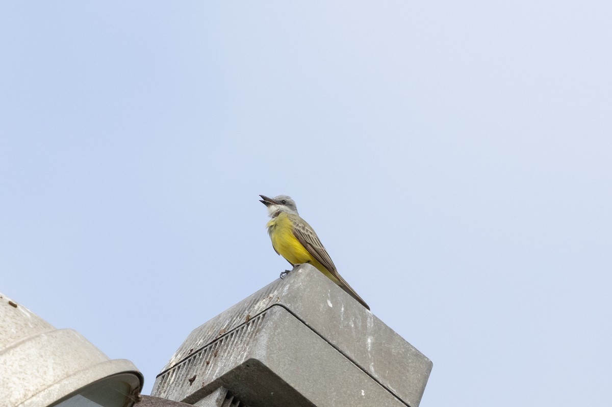 Tropical Kingbird - ML624003209