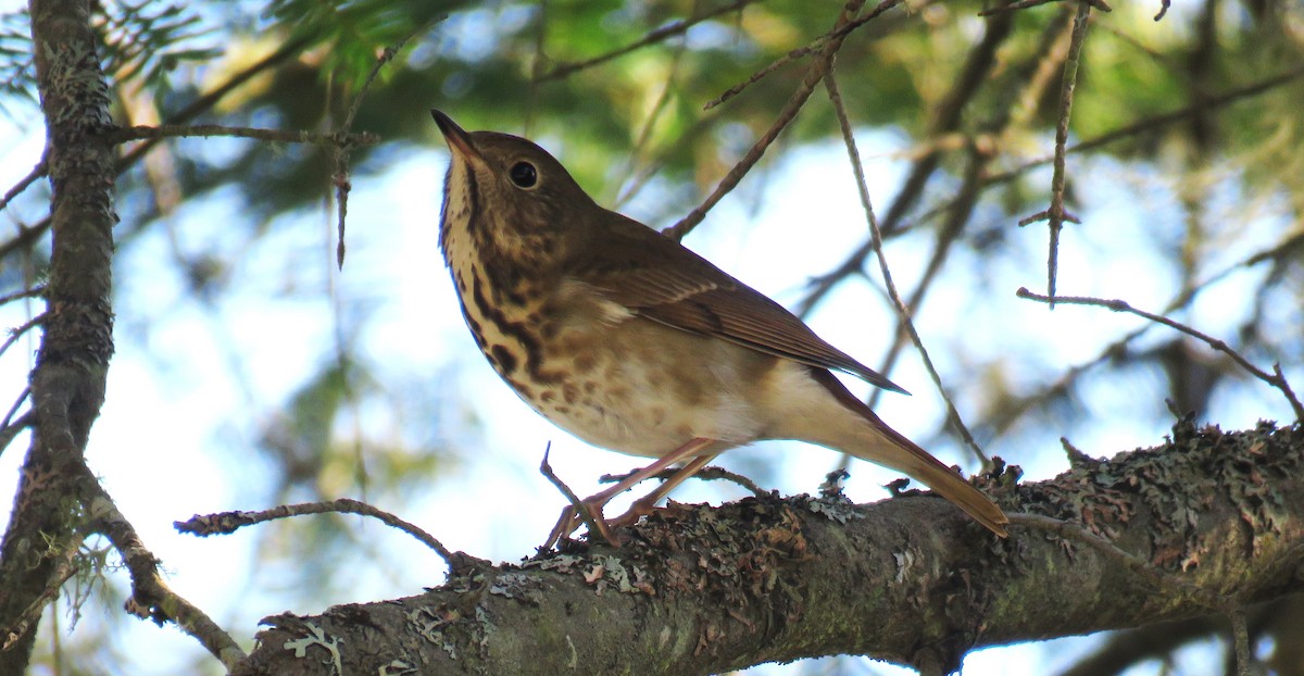 Hermit Thrush - ML624003210