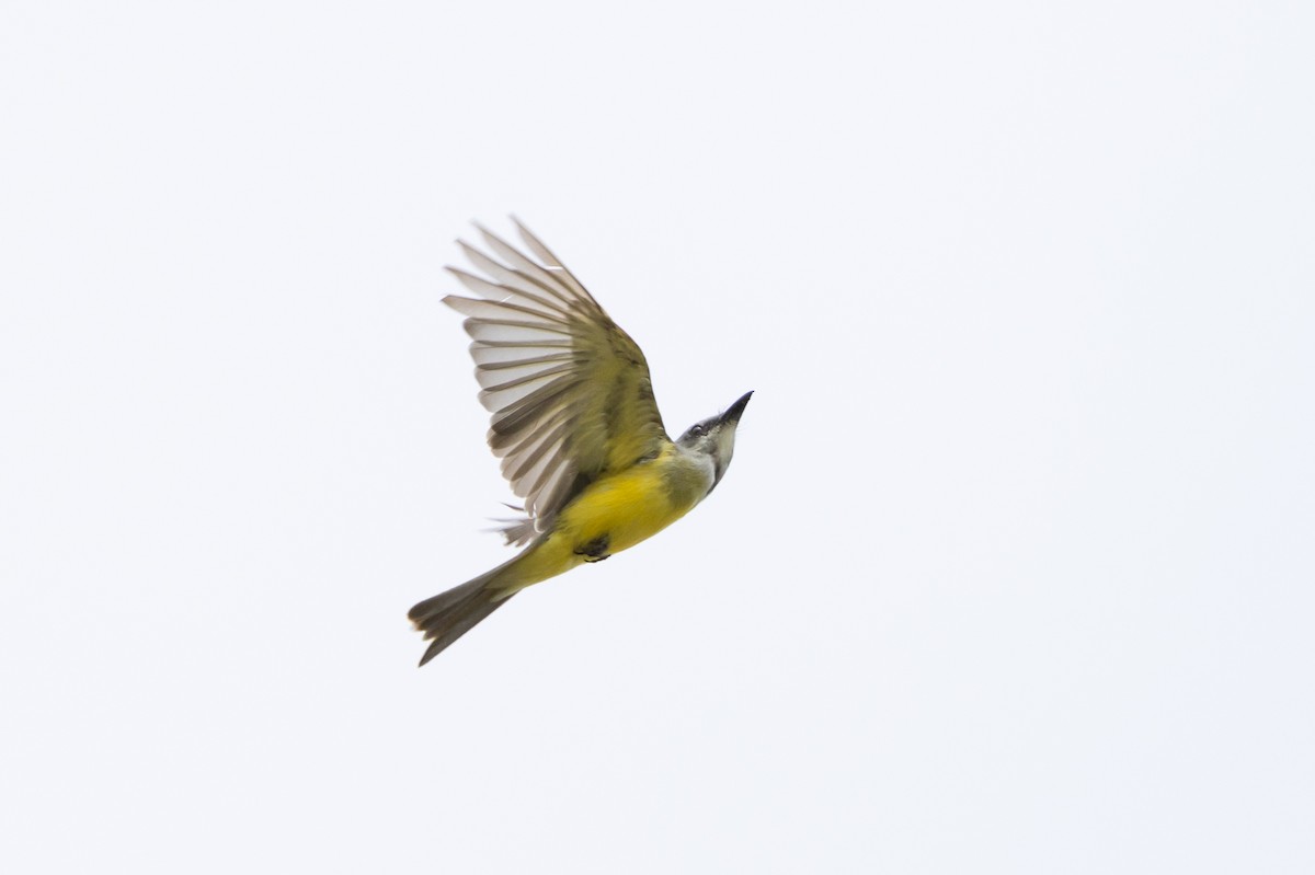 Tropical Kingbird - ML624003213