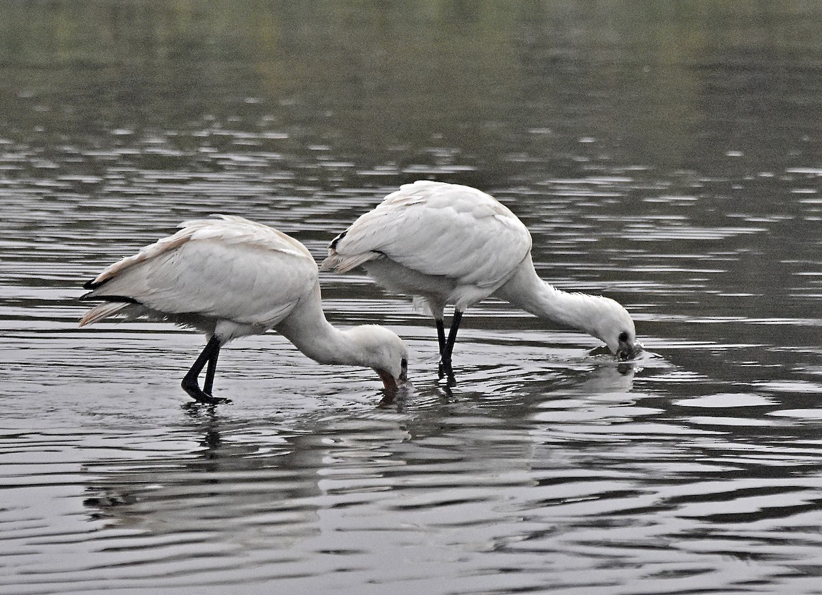 Eurasian Spoonbill - ML624003219