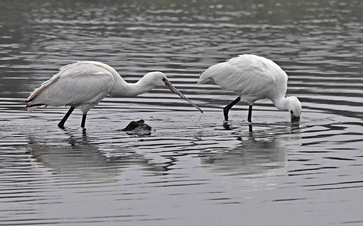 Eurasian Spoonbill - ML624003220