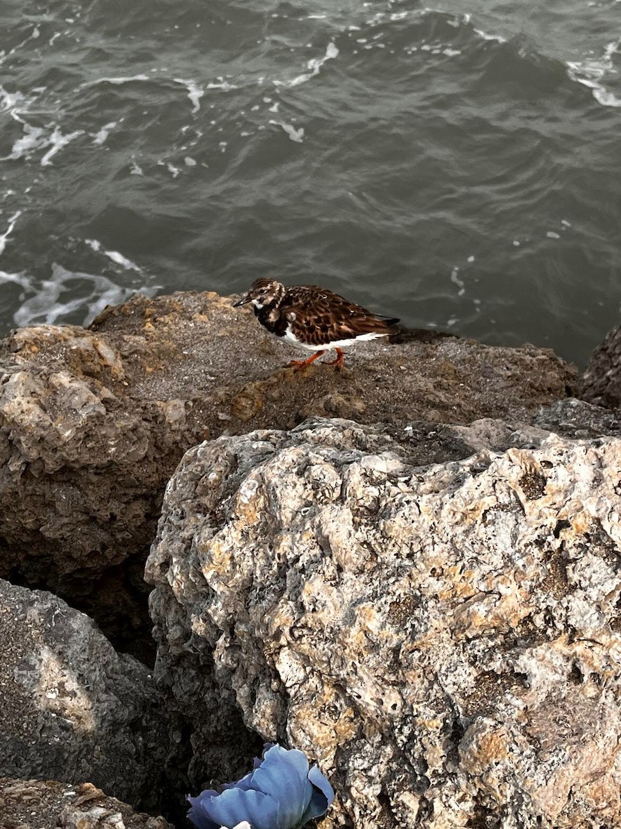 Ruddy Turnstone - ML624003225