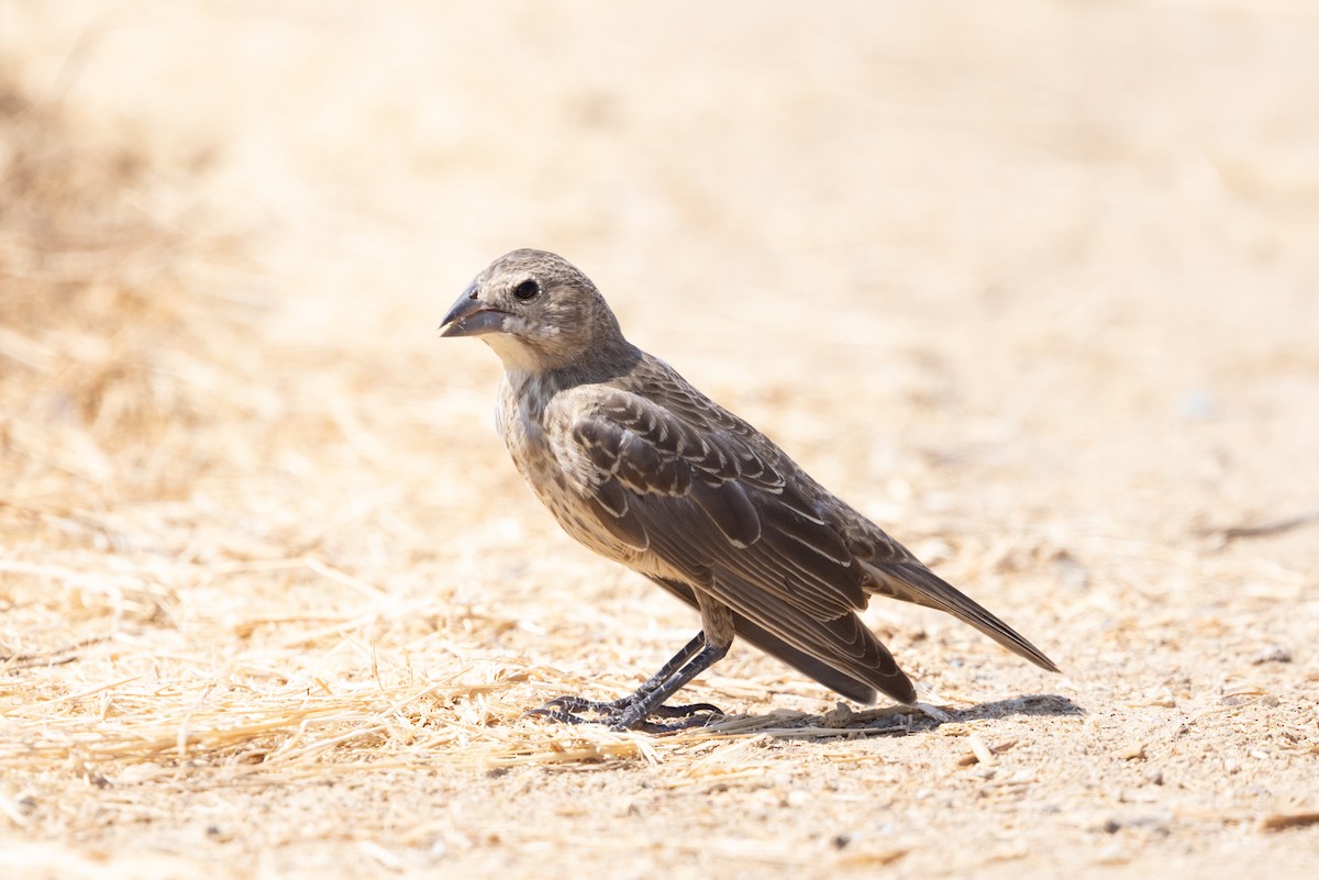 Brown-headed Cowbird - ML624003232