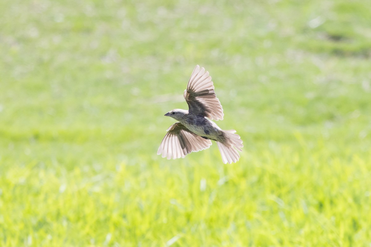 Brown-headed Cowbird - Nathan French