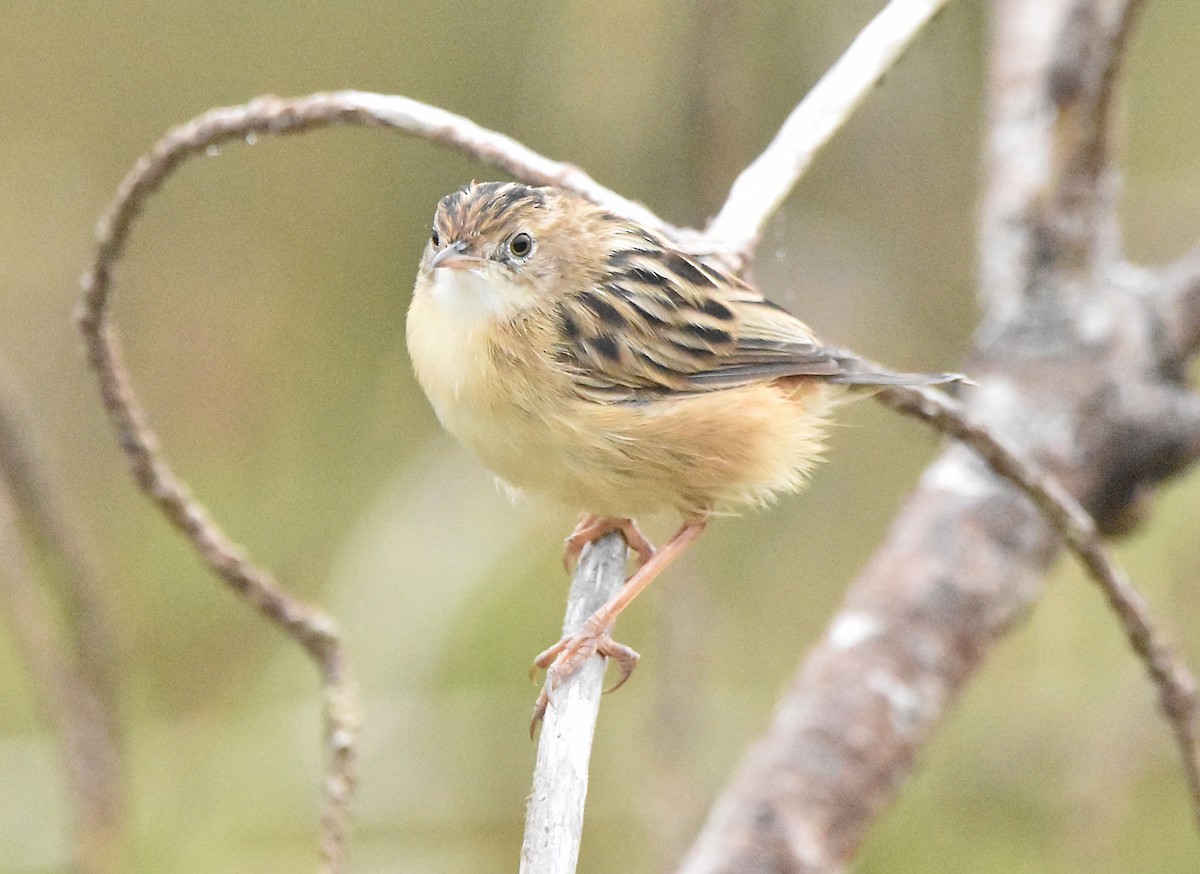 Zitting Cisticola - ML624003248