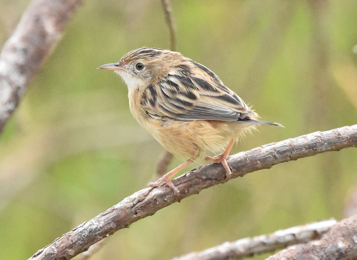 Zitting Cisticola - ML624003249