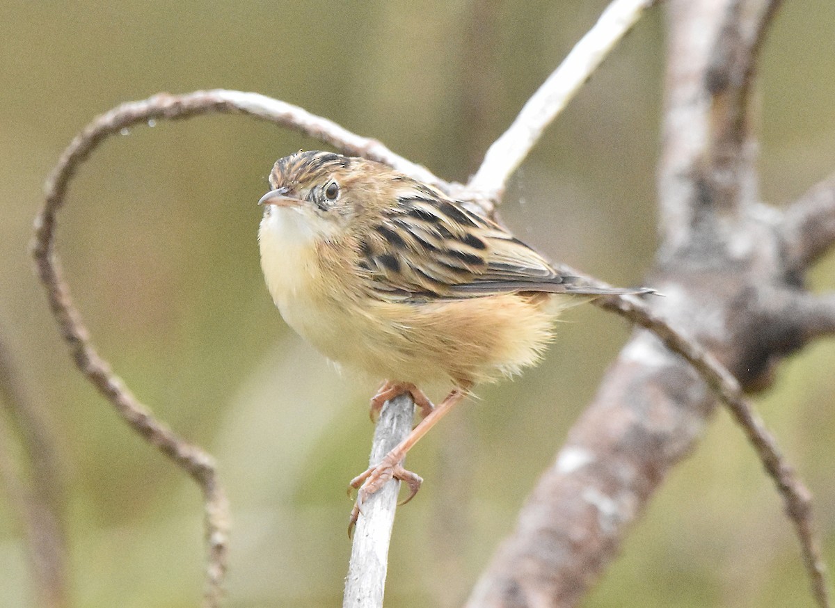 Zitting Cisticola - Joao Freitas