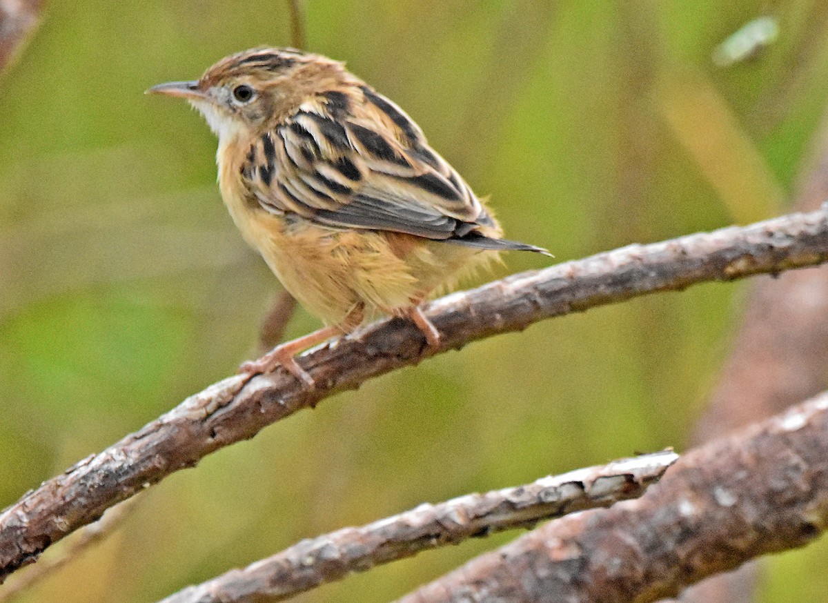 Zitting Cisticola - ML624003251