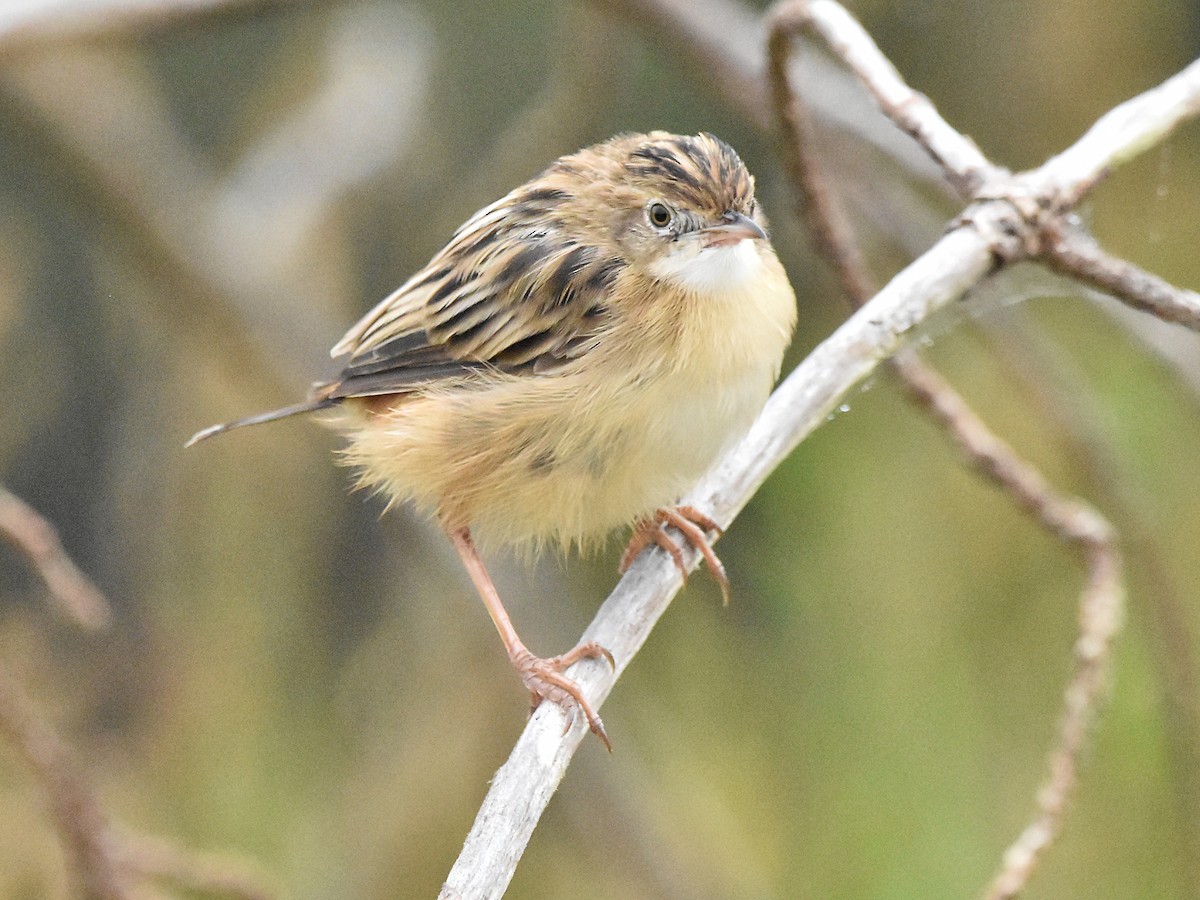 Zitting Cisticola - ML624003253