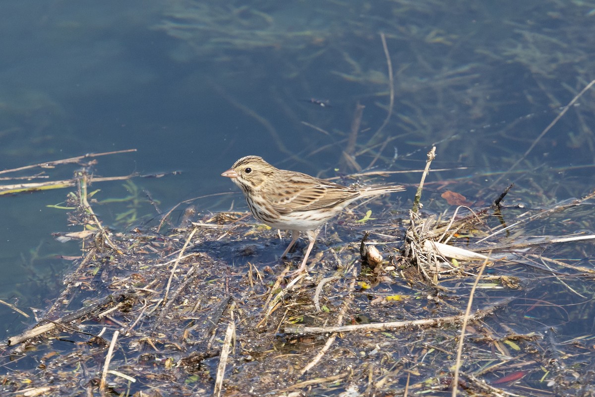 Savannah Sparrow - ML624003257