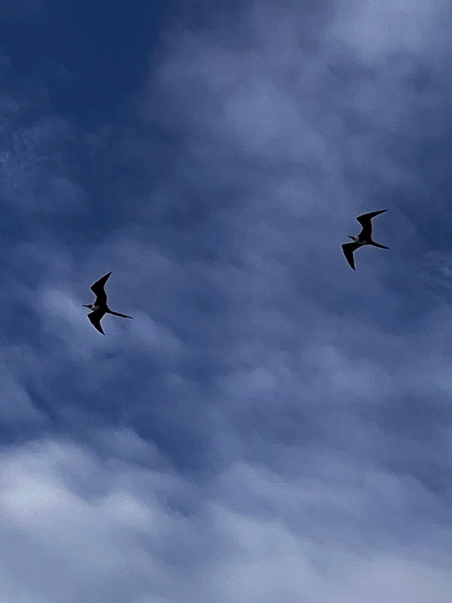 Magnificent Frigatebird - ML624003280