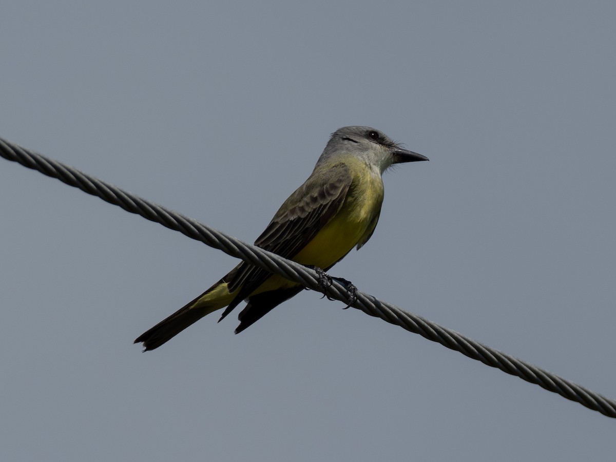 Tropical/Couch's Kingbird - ML624003281