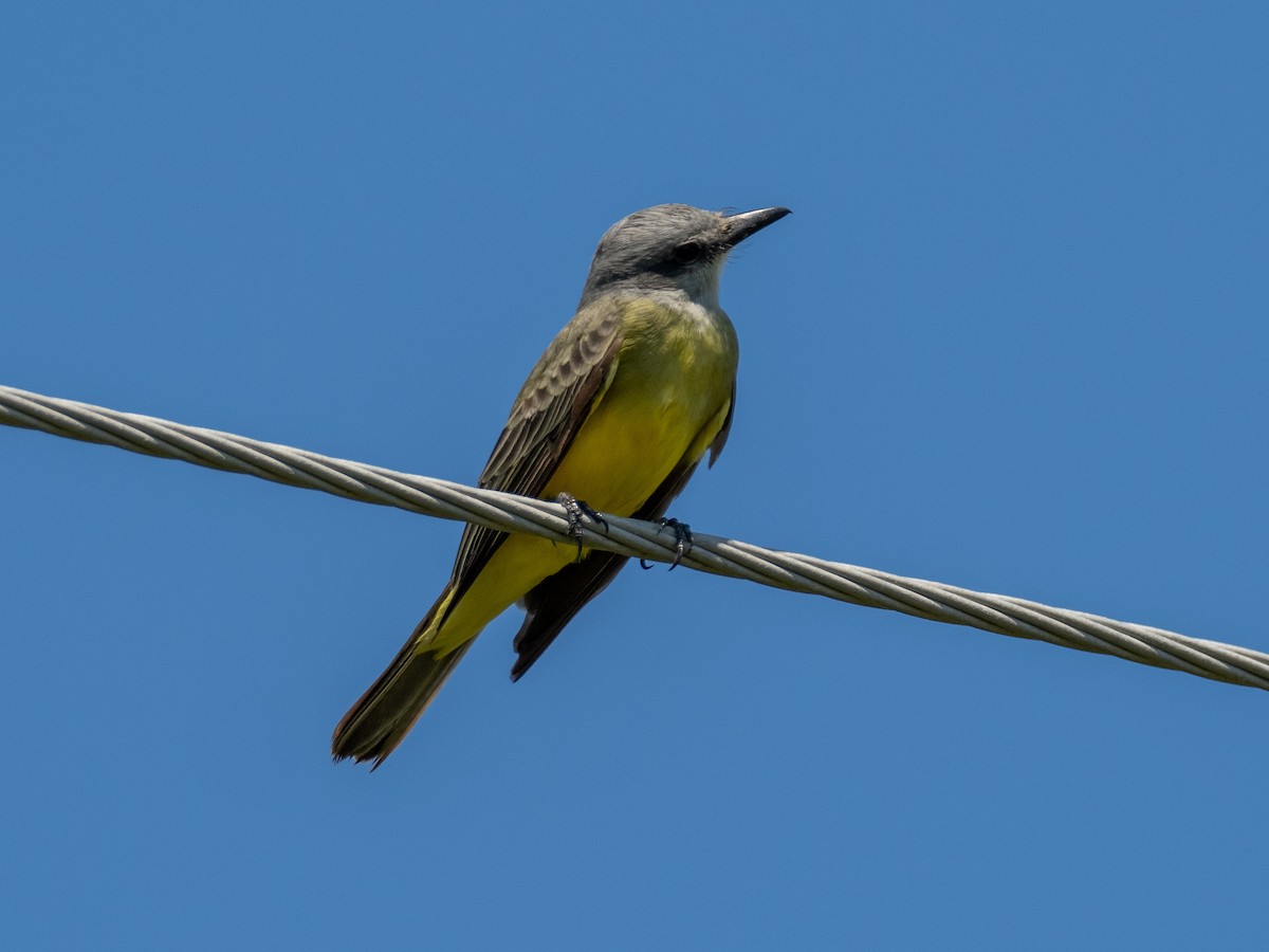 Tropical/Couch's Kingbird - ML624003282