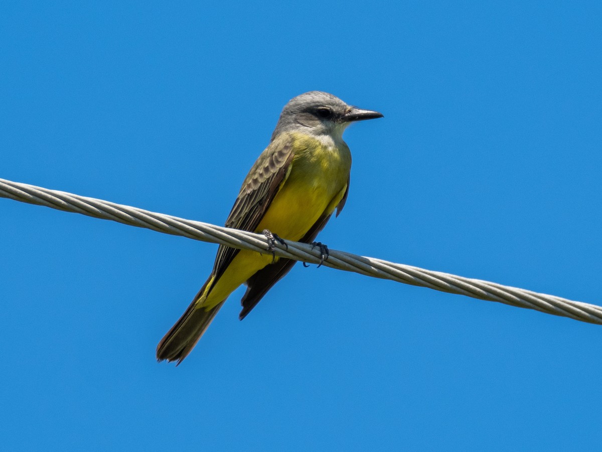 Tropical/Couch's Kingbird - James Smithers