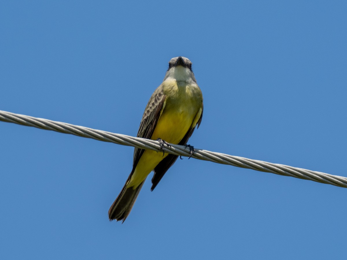 Tropical/Couch's Kingbird - ML624003284