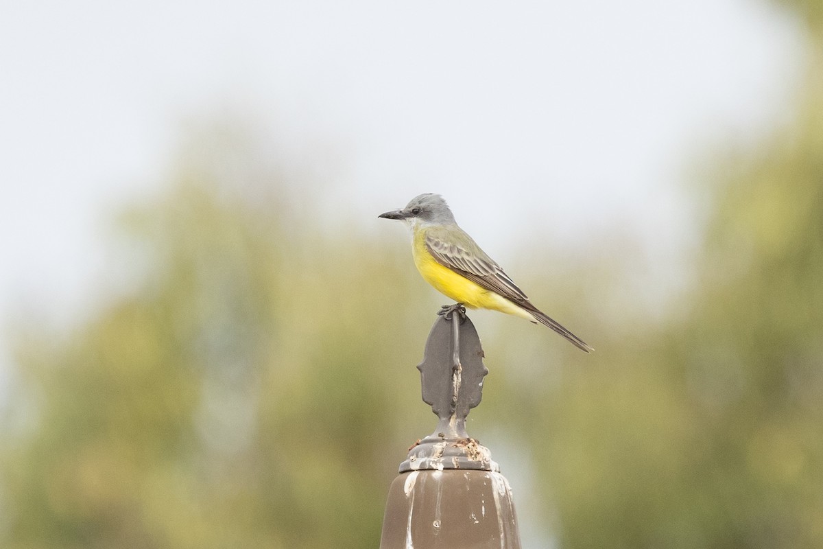 Tropical Kingbird - ML624003287