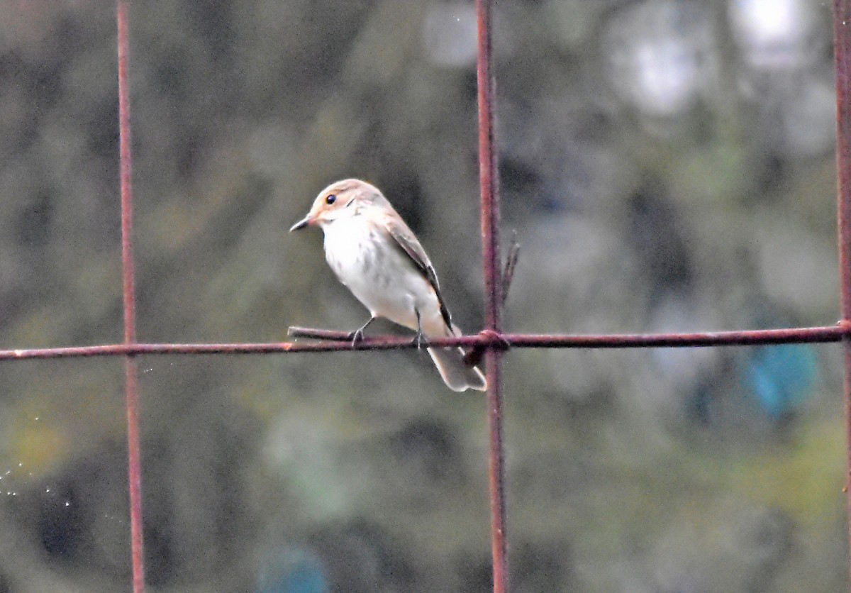 Spotted Flycatcher - ML624003291