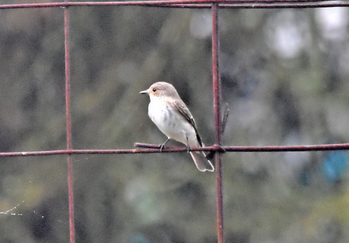 Spotted Flycatcher - ML624003292