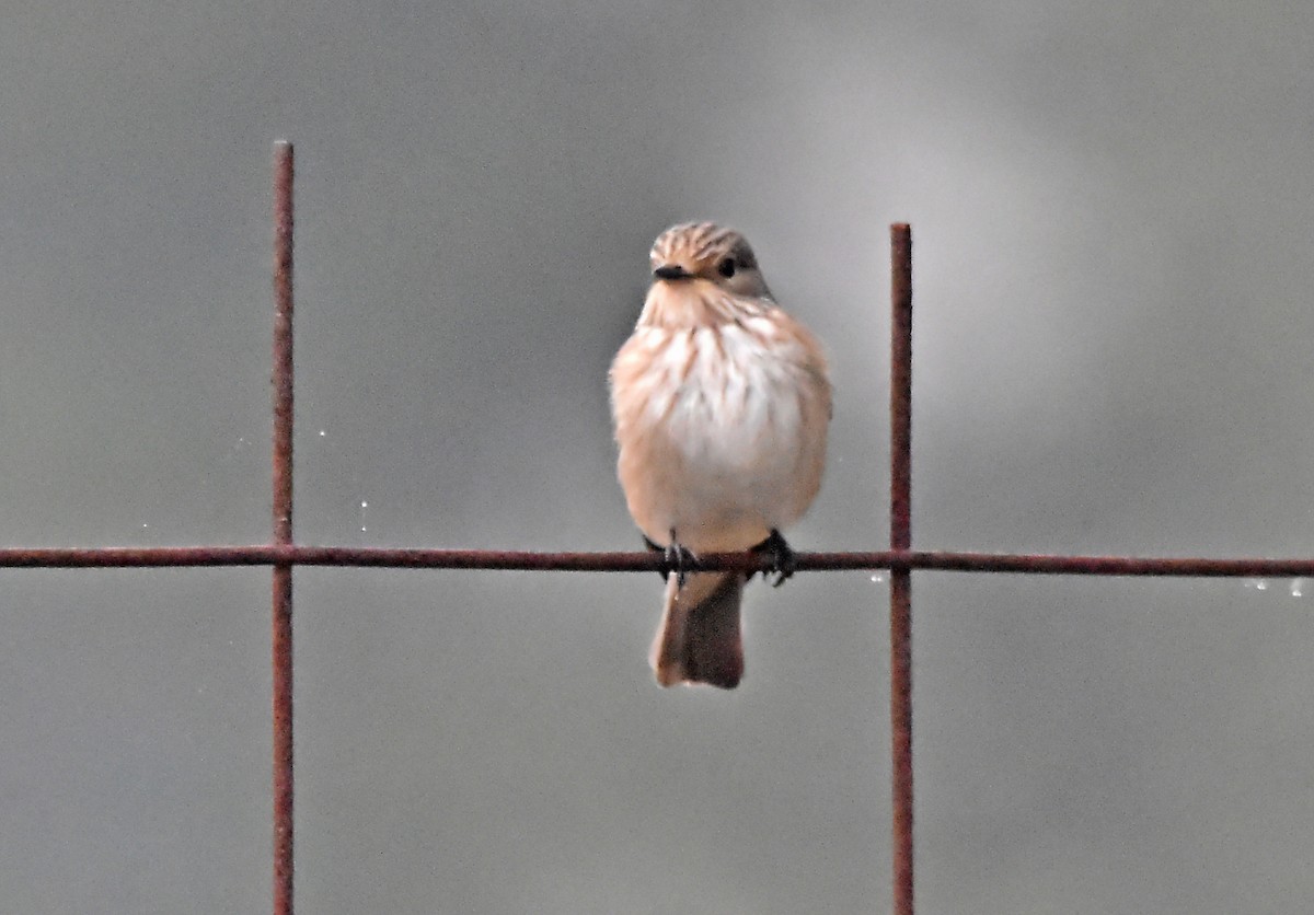 Spotted Flycatcher - ML624003293