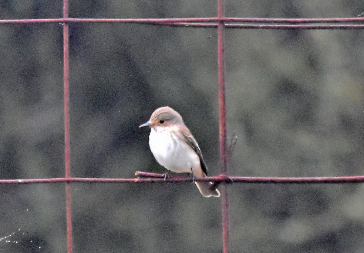 Spotted Flycatcher - Joao Freitas