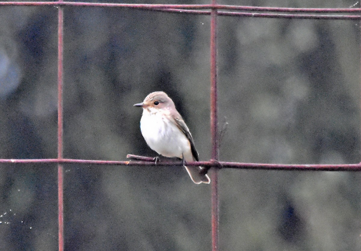 Spotted Flycatcher - ML624003295