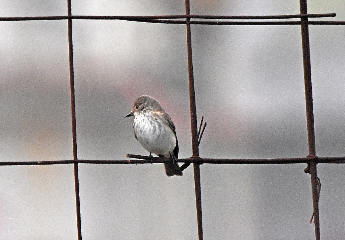 Spotted Flycatcher - ML624003296