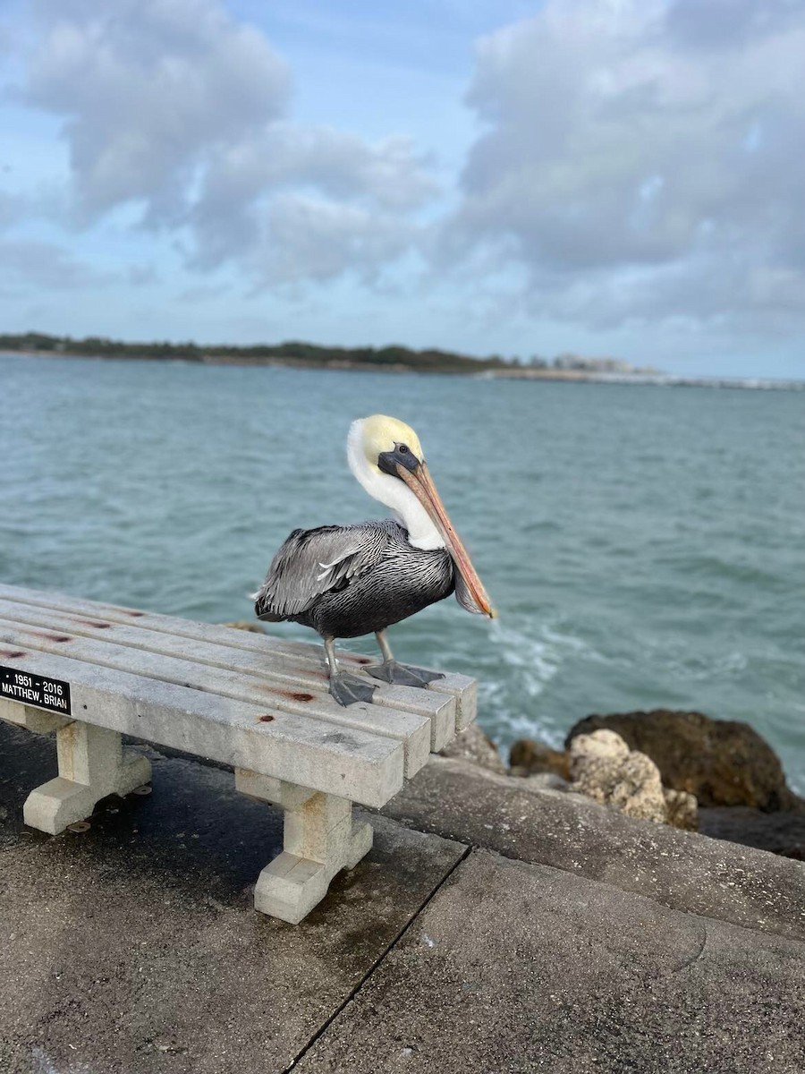 Brown Pelican - ML624003331